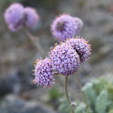 Borlon de alforja varias